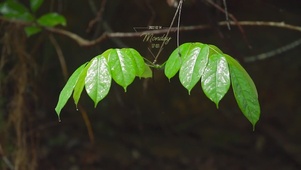 雨打树叶