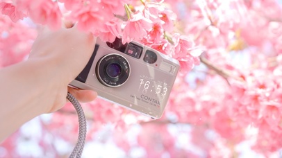 治愈清新粉嫩樱花