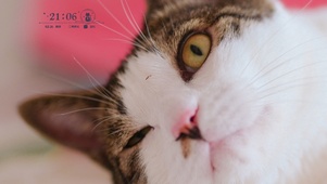 满屏大脸萌猫