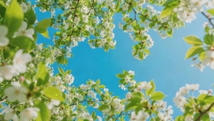繁花满枝，风里藏春