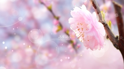 4k 治愈唯美樱花落