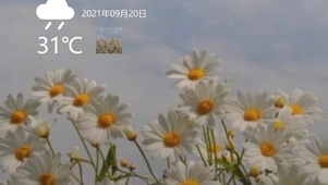 小雏菊