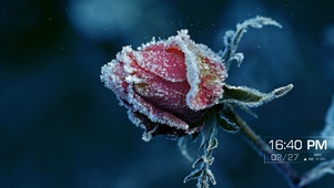冰霜玫瑰