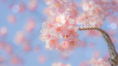 武大唯美樱花盛开