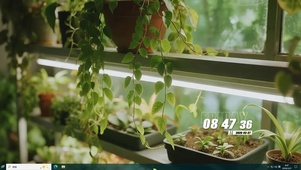 花草树木盆栽桌面主题