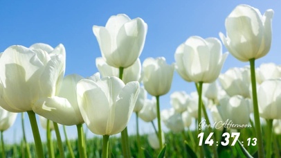 纯白浪漫郁金香