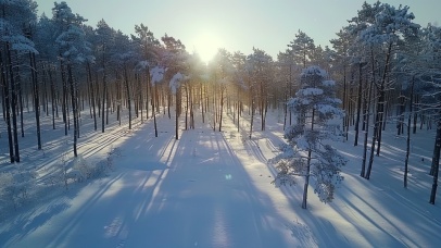 冬日阳光森林