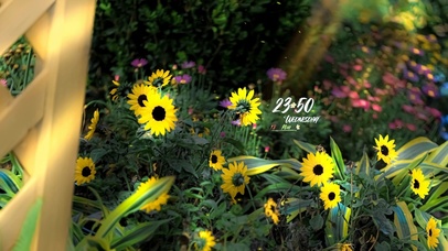 4k 治愈清新阳光向日葵