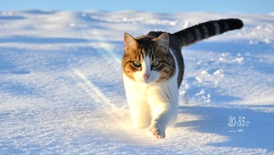 雪地喵星人