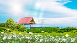 4k 治愈清新海边草地小雏菊