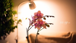 4k 治愈温馨灯下花