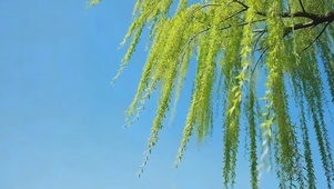 蓝天下柳条