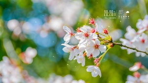 护眼春季樱花