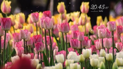 唯美郁金香花丛