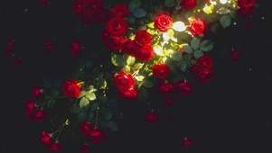 玫瑰不语，风懂我满腔深情