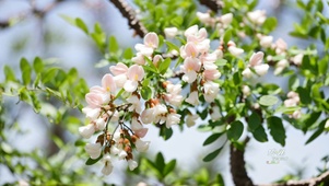 雨中小花