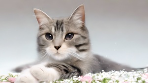 可爱的狸花猫