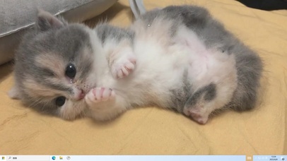 超级可爱小奶猫吃爪爪 治愈