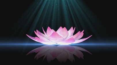 唯美荷花(无限循环)