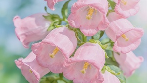 护眼春日风铃花