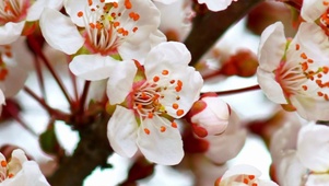 桃花开