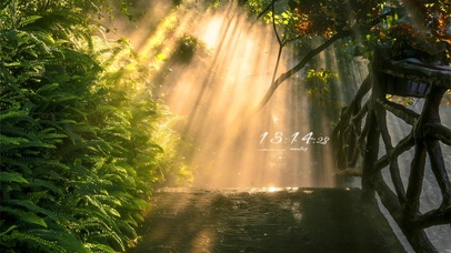 4k 治愈唯美夏日午后森林