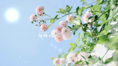 4K唯美治愈阳光下の玫瑰花