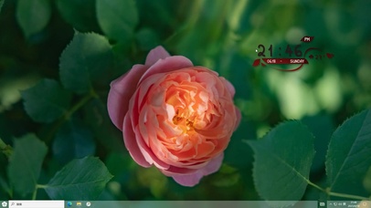 4k花丛中的玫瑰