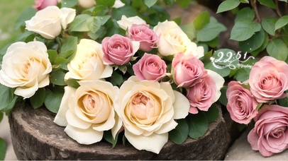 四季清宁 花开花落