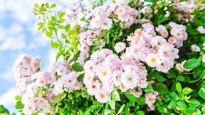 4K 唯美治愈蔷薇花丛