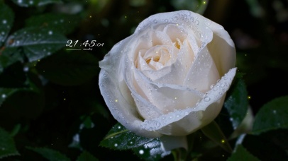 简约小清新花草桌面