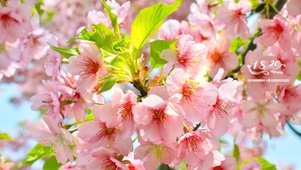 超清治愈花朵