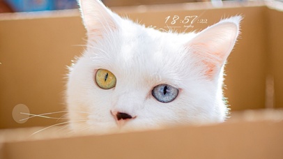 4K可爱治愈异瞳猫猫