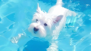 水中游泳的狗狗