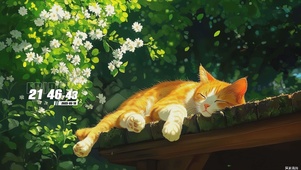 猫咪