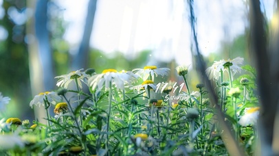 4K唯美治愈小清新雏菊