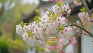 清新阳光樱花
