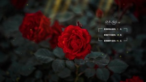 4k唯美阳光花草风景