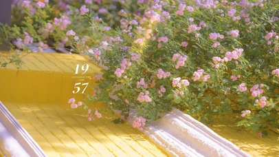 唯美治愈夏日蔷薇花绽放