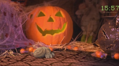 小蜘蛛卢卡斯万圣节