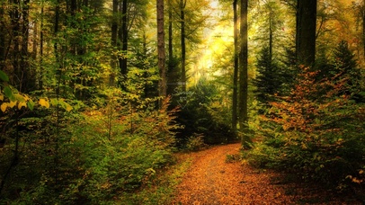 4K唯美护眼森林