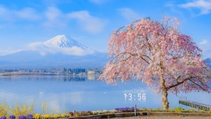 4K唯美春日富士山樱花
