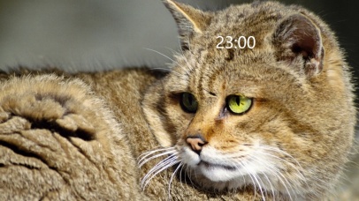 寡人的铲屎官呢