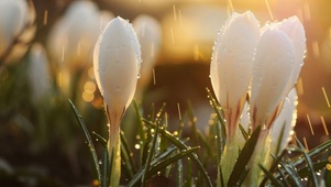 雨中小花