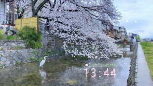 樱下白鹭