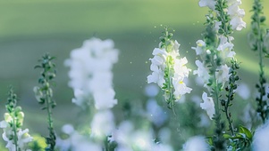 唯美白色风铃花