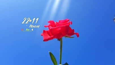 4k温暖阳光花朵桌面