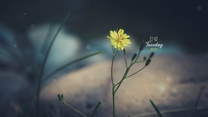 唯美治愈小雏菊