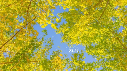 4K银杏叶的夏天