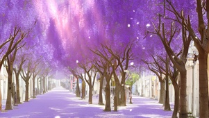 蓝花楹盛开的街道